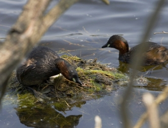 grebe castagneux couple